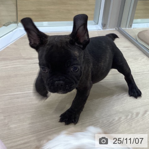 フレンチ・ブルドッグの写真