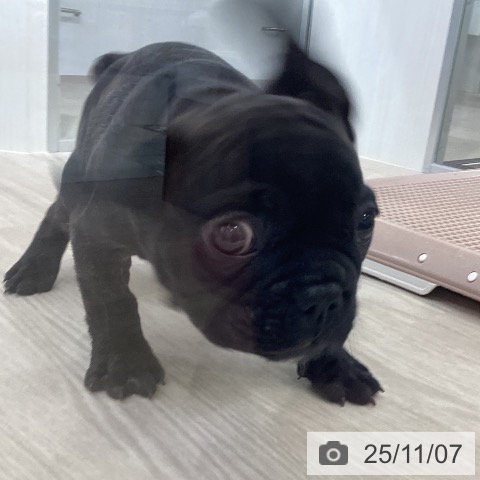 フレンチ・ブルドッグの写真