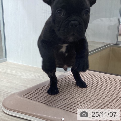 フレンチ・ブルドッグの写真