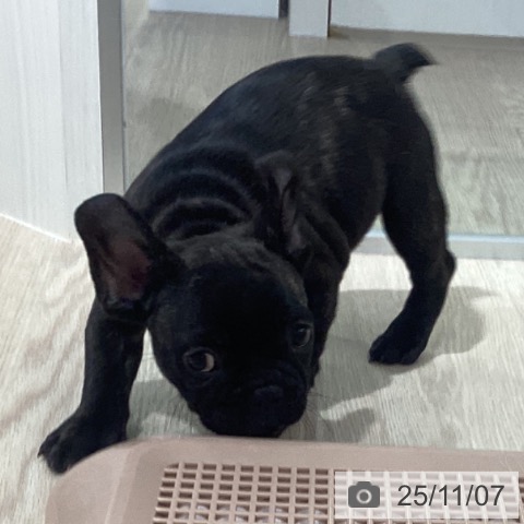 フレンチ・ブルドッグの写真