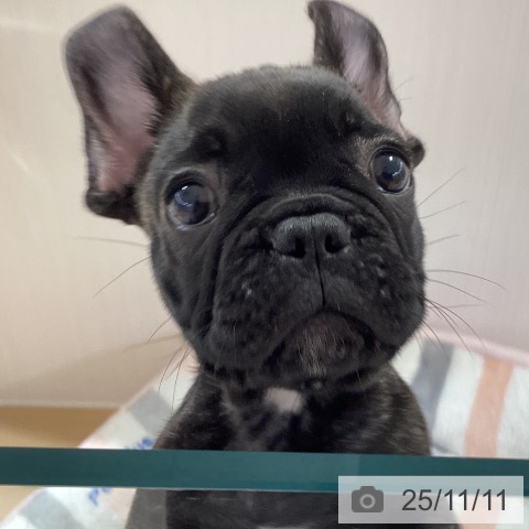 フレンチ・ブルドッグの写真