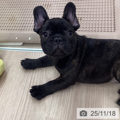 石川県のフレンチブルドッグ (ペットプラス 白山店/2025年9月7日生まれ/男の子/ブリンドル)の子犬の4枚目の画像