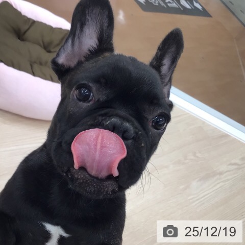 福井県のフレンチブルドッグ (ペットプラス 福井店/2025年9月7日生まれ/男の子/ブリンドル)の子犬の4枚目の画像