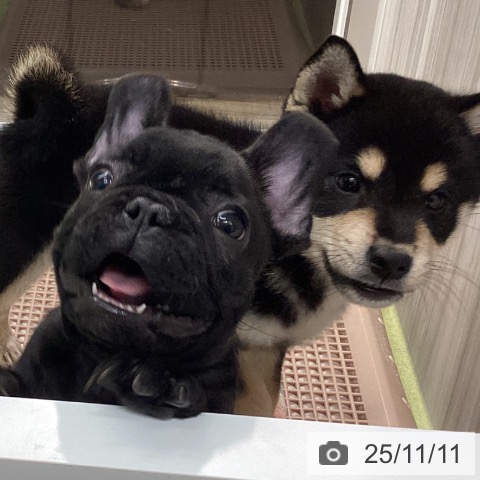 石川県のフレンチブルドッグ (ペットプラス 白山店/2025年9月7日生まれ/男の子/ブリンドル)の子犬の3枚目の画像