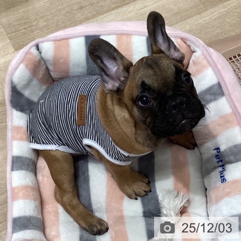 愛知県のフレンチブルドッグ (ペットプラス イオンモール長久手店/2025年9月7日生まれ/男の子/フォーン)の子犬の4枚目の画像