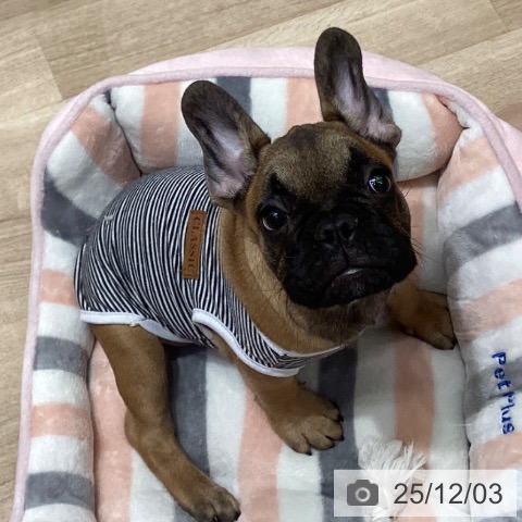 愛知県のフレンチブルドッグ (ペットプラス イオンモール長久手店/2025年9月7日生まれ/男の子/フォーン)の子犬の3枚目の画像