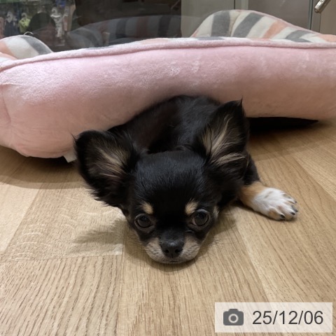 愛知県のチワワ(ロング) (ペットプラス イオンモール豊川店/2025年9月7日生まれ/男の子/ブラックタンホワイト)の子犬の4枚目の画像