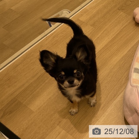 愛知県のチワワ(ロング) (ペットプラス イオンモール豊川店/2025年9月7日生まれ/男の子/ブラックタンホワイト)の子犬の4枚目の画像