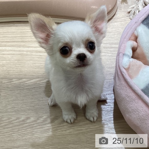 チワワの写真
