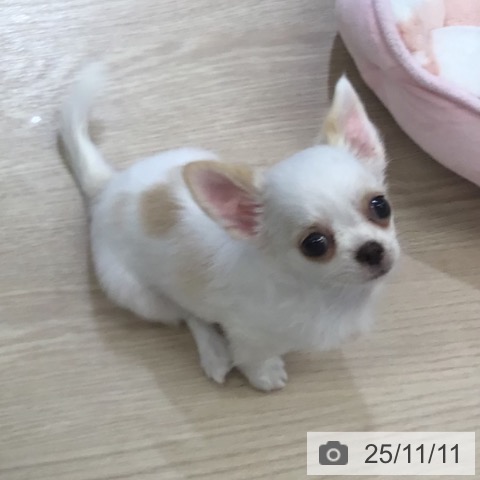 富山県のチワワ(ロング) (ペットプラス 高岡店/2025年9月7日生まれ/女の子/ホワイトクリーム)の子犬の3枚目の画像