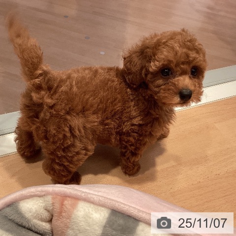 トイ・プードルの写真