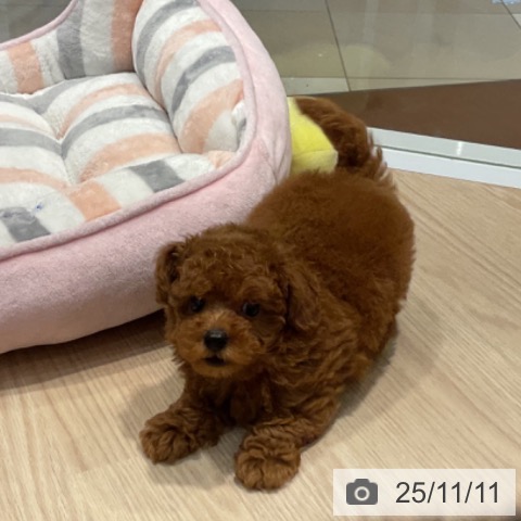 トイ・プードルの写真