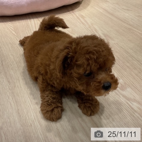 トイ・プードルの写真