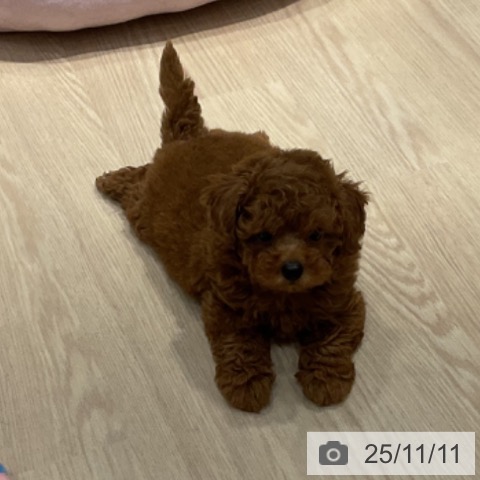 トイ・プードルの写真