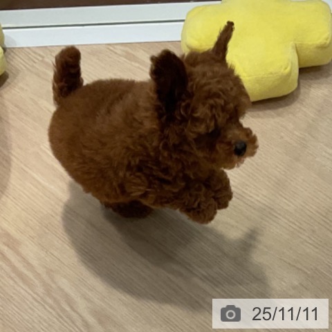 トイ・プードルの写真