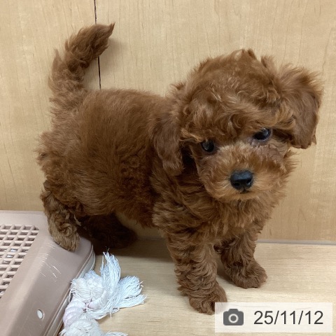 トイ・プードルの写真