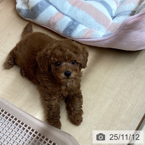 トイ・プードルの写真