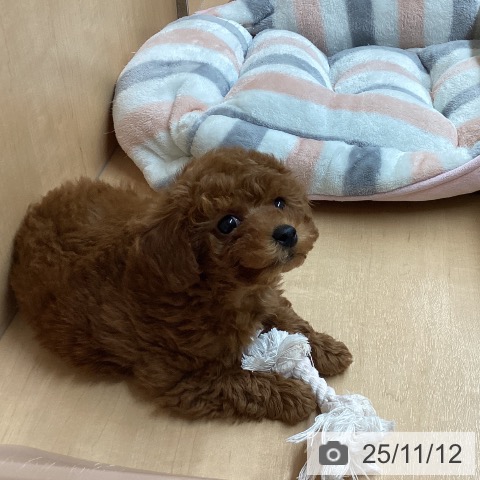 トイ・プードルの写真