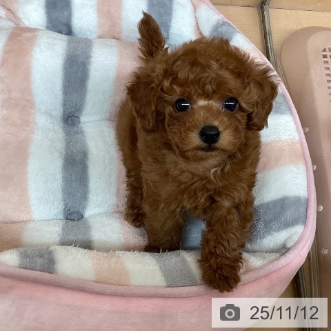 トイ・プードルの写真