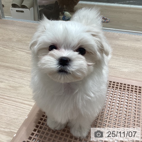 マルチーズの写真