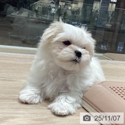 マルチーズの写真