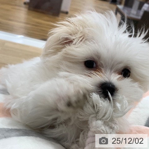 マルチーズの写真