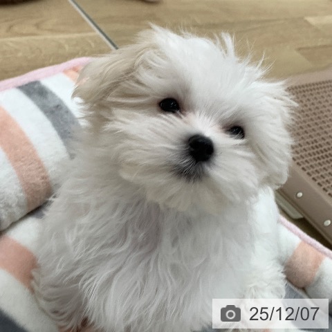 岐阜県のマルチーズ (ペットプラス 光ケ丘店/2025年9月6日生まれ/男の子/ホワイト)の子犬の4枚目の画像