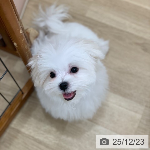 岐阜県のマルチーズ (ペットプラス 光ケ丘店/2025年9月6日生まれ/男の子/ホワイト)の子犬の4枚目の画像