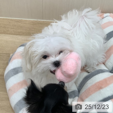 マルチーズの写真