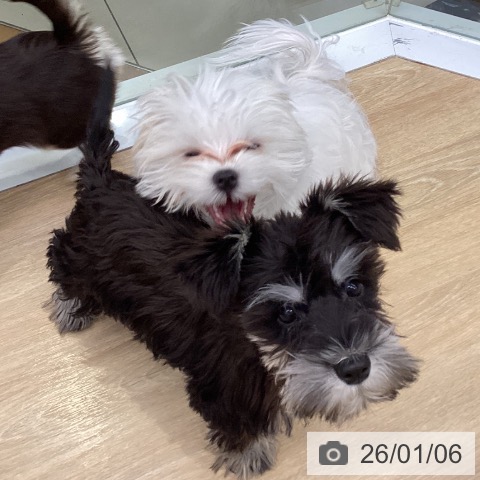 マルチーズの写真