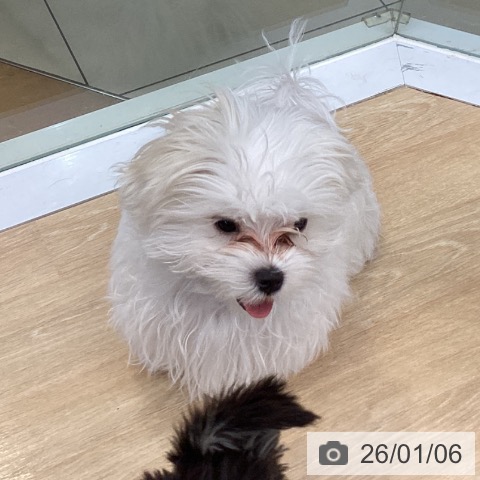 マルチーズの写真