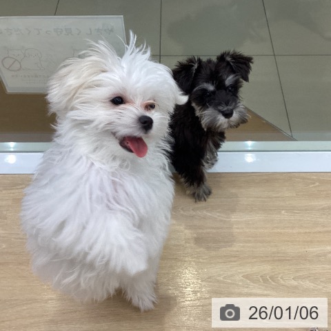 マルチーズの写真