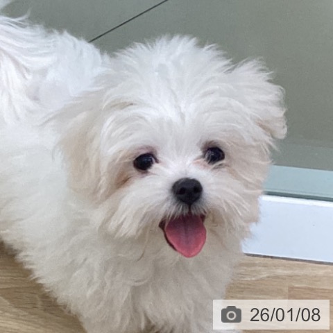 三重県のマルチーズ (ペットプラス 四日市泊店/2025年9月6日生まれ/男の子/ホワイト)の子犬の4枚目の画像