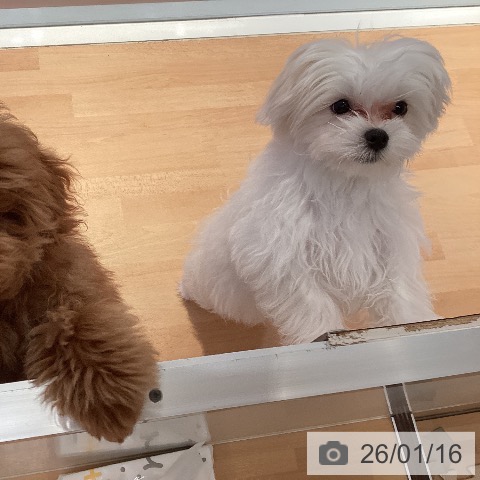 マルチーズの写真