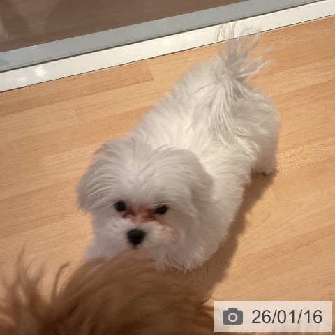 マルチーズの写真