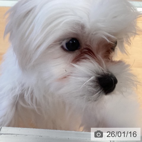 三重県のマルチーズ (ペットプラス 東員店/2025年9月6日生まれ/男の子/ホワイト)の子犬の4枚目の画像