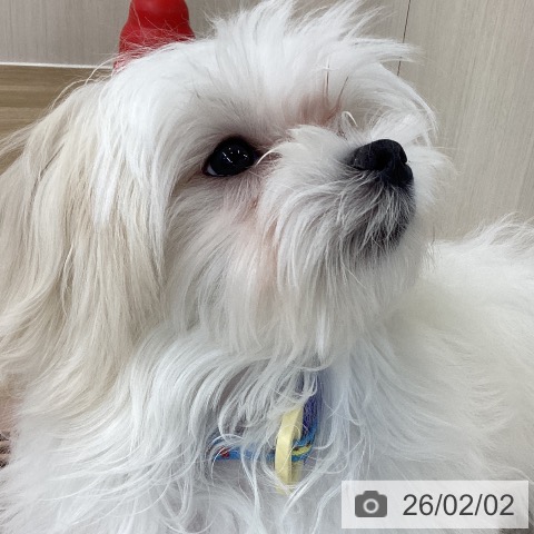 マルチーズの写真