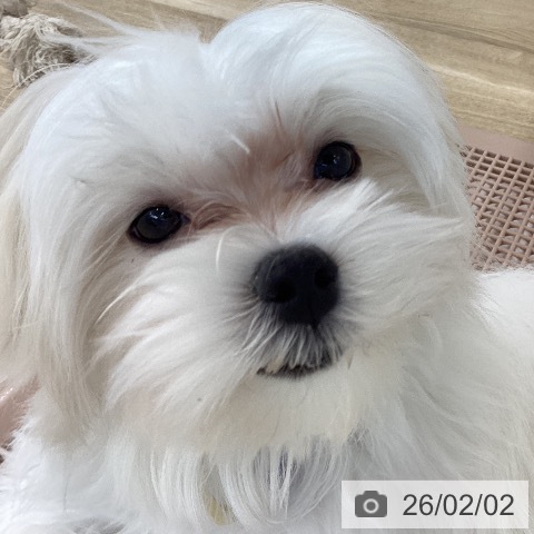 マルチーズの写真