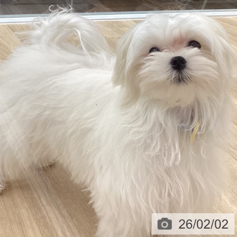 マルチーズの写真