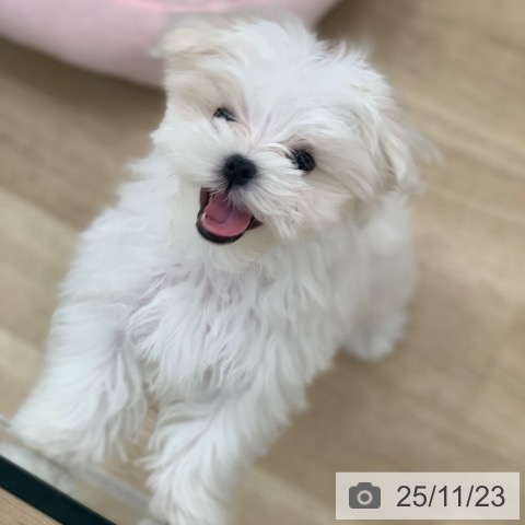 岐阜県のマルチーズ (ペットプラス 光ケ丘店/2025年9月6日生まれ/男の子/ホワイト)の子犬の3枚目の画像