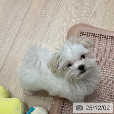 愛知県のマルチーズ (ペットプラス イオンモール長久手店/2025年9月6日生まれ/男の子/ホワイト)の子犬の4枚目の画像