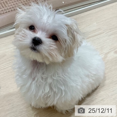 愛知県のマルチーズ (ペットプラス イオンモール長久手店/2025年9月6日生まれ/男の子/ホワイト)の子犬の3枚目の画像