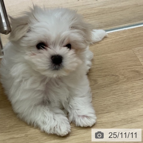 マルチーズの写真