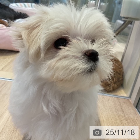 マルチーズの写真