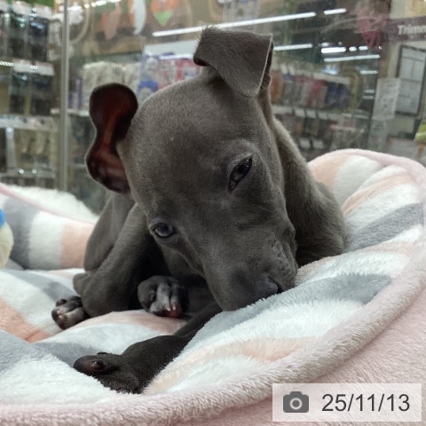 イタリアン・グレーハウンドの写真