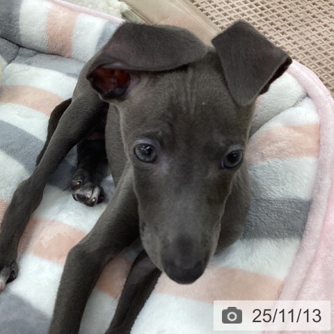 イタリアン・グレーハウンドの写真