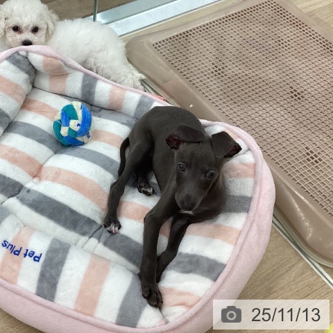 イタリアン・グレーハウンドの写真