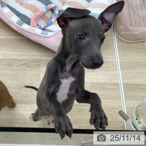 イタリアン・グレーハウンドの写真