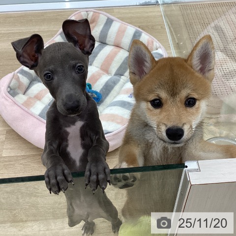 愛知県のイタリアングレーハウンド (ペットプラス 千音寺店/2025年9月9日生まれ/男の子/ブルー)の子犬の4枚目の画像