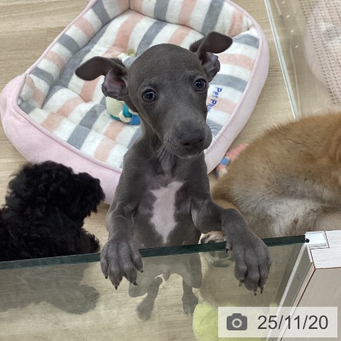 愛知県のイタリアングレーハウンド (ペットプラス 千音寺店/2025年9月9日生まれ/男の子/ブルー)の子犬の3枚目の画像